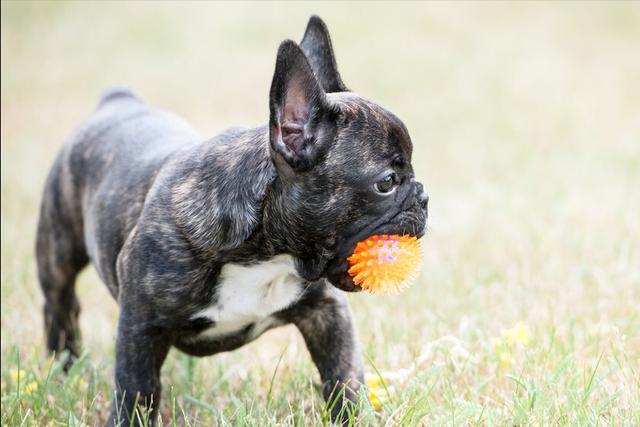 关于狗狗的习惯和特点，关于狗狗的这四个习性