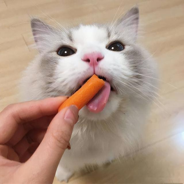 猫不能吃什么东西，猫咪不能吃这5种（猫咪不能吃的10种东西）