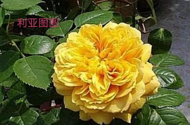 切花月季哪几个品种比较好，常见切花月季一览