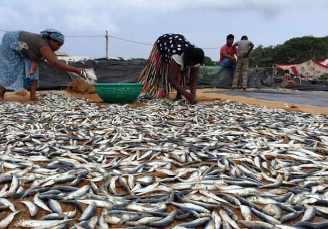 河流入海口处渔业资源丰富的原因，从源头到河口自由流淌河流的重要性以及洄游鱼类的价值