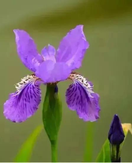 各种最好看的鲜花，分享40多种美丽的鲜花