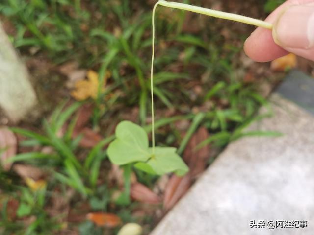 野草酸浆草的功效，随处可见的酸浆草