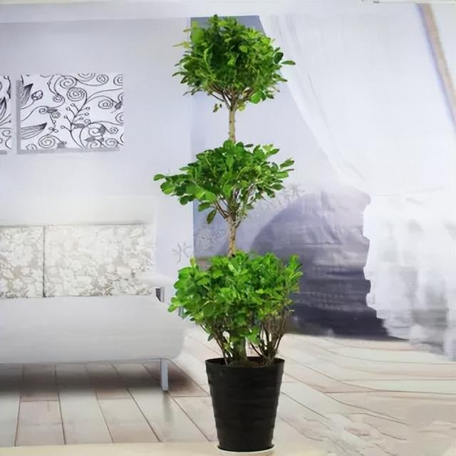 花卉图片及名称大全，常见绿植花卉及名称大全（100种常见花图鉴）