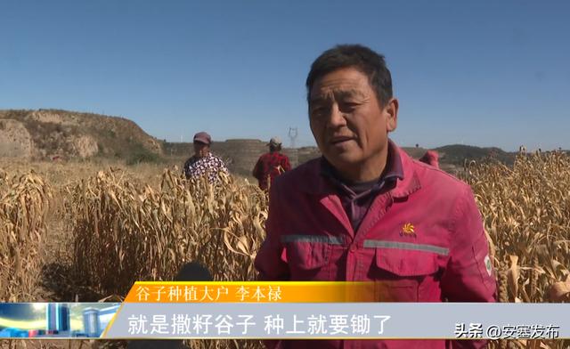 谷子全程机械化种植，新技术让小谷子成为大产业