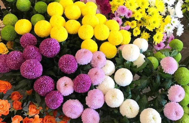 乒乓菊开完花后怎么养护，养菊花先试试乒乓菊