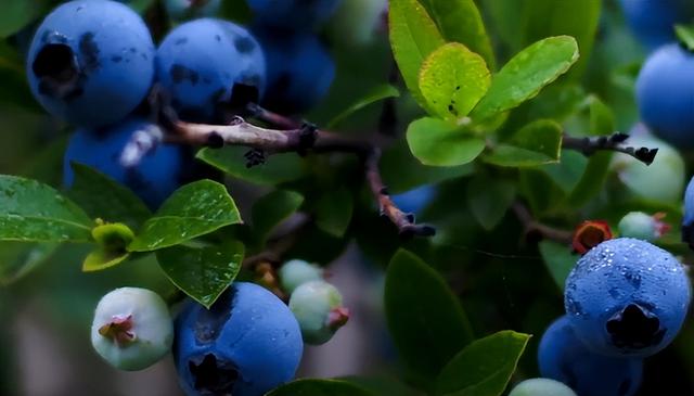 呼伦贝尔是怎么来的，呼伦贝尔名称的由来