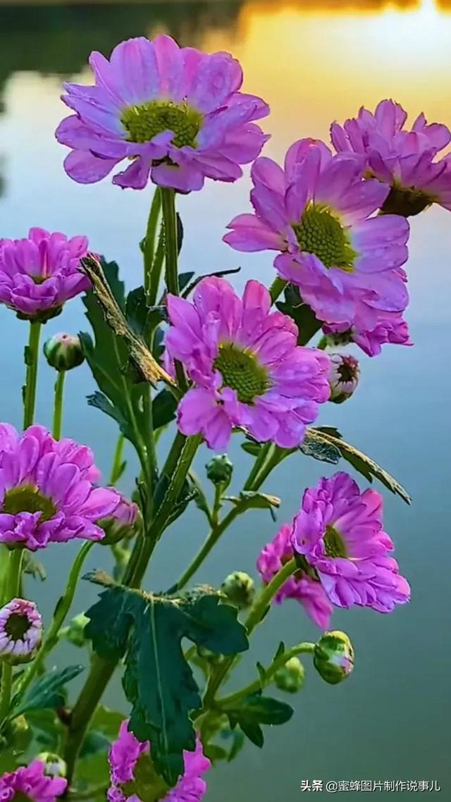 精美高清鲜花壁纸，漂亮鲜花送给您