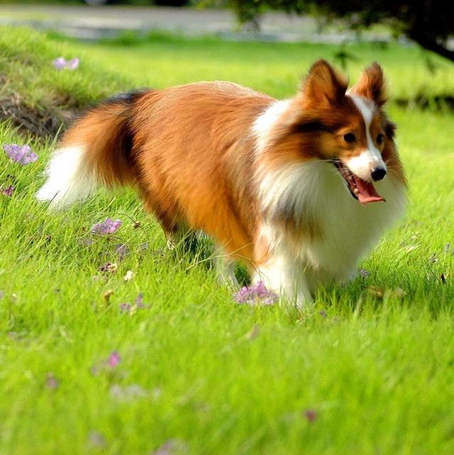 喜乐蒂几个月长成成体，为什么没人敢养