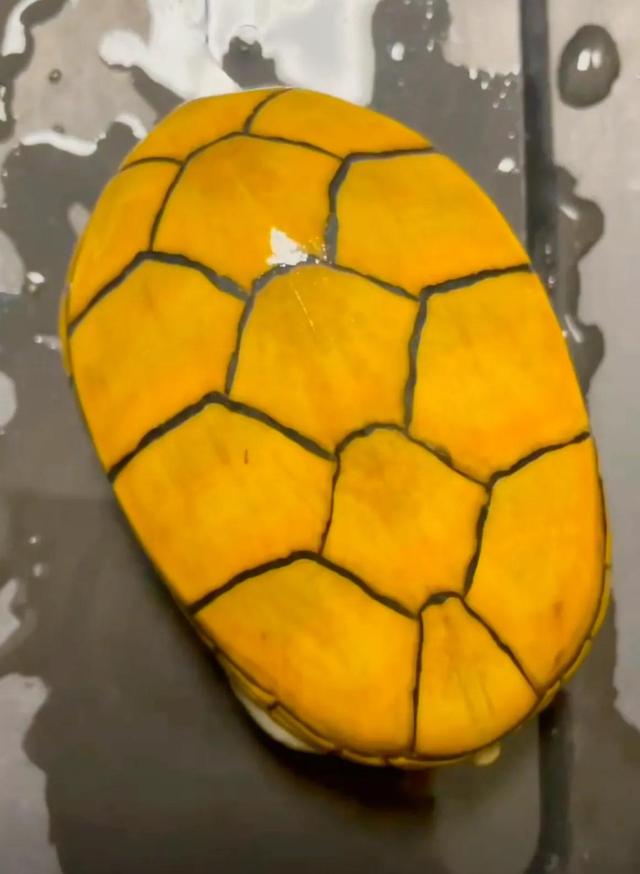 越养越好看的蛋龟，“三大巨蛋”之一的墨西哥巨蛋龟