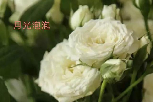 切花月季哪几个品种比较好，常见切花月季一览