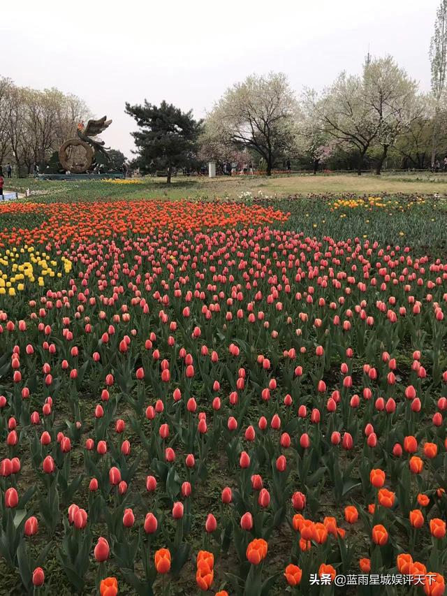 北京郁金香花海在哪个地方，京城踏青春花烂漫