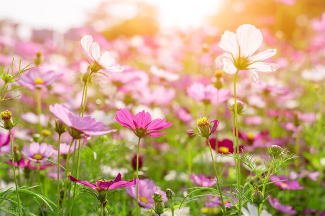 格桑花象征着什么意义，格桑花的寓意你知道吗