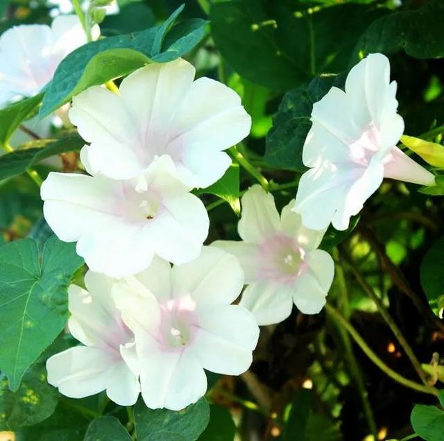 做梦也没想到牵牛花能开成这个样子，斗牛牛心脏（周公解梦：梦见这四种花草）