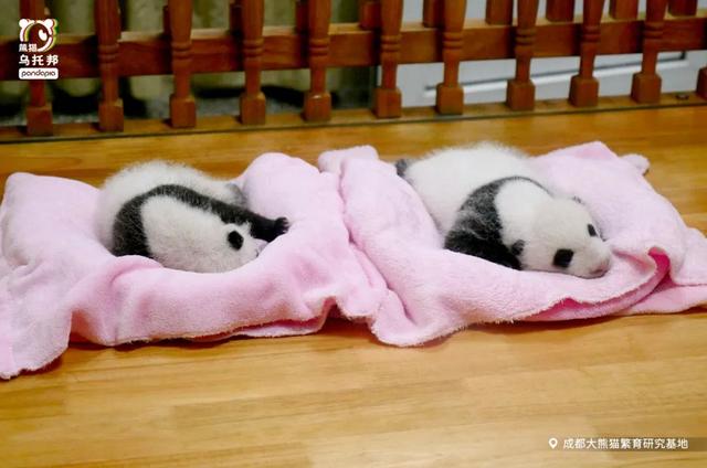 各个年龄段的大熊猫，相隔12年出生的大熊猫