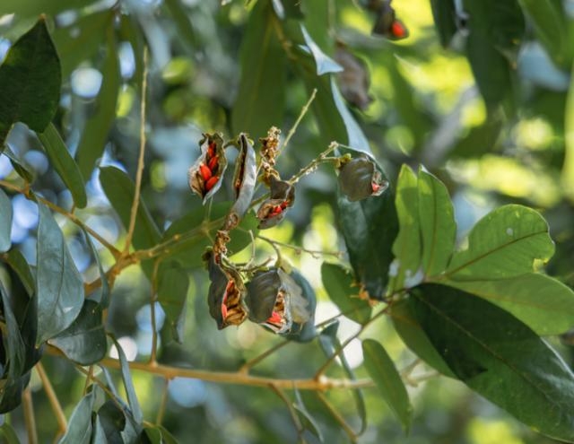 植物相思豆有毒吗，男子半夜误喝十几颗，然后……