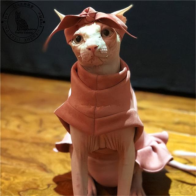 首次发现无毛猫身上，你知道无毛猫有多脏