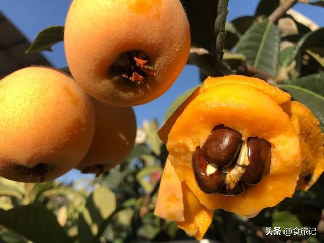 同样是大五星枇杷，四川米易枇杷几月成熟