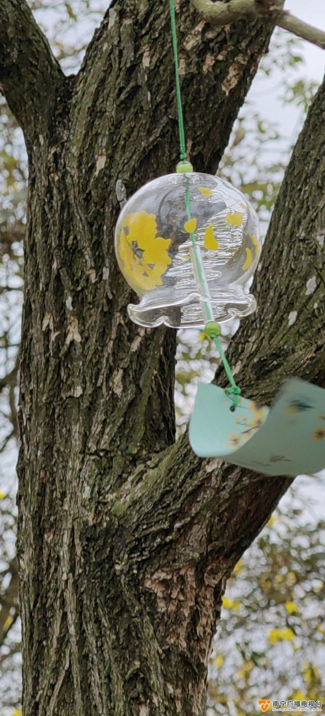 黄花风铃花开正盛，美丽温江——风铃艳诱人