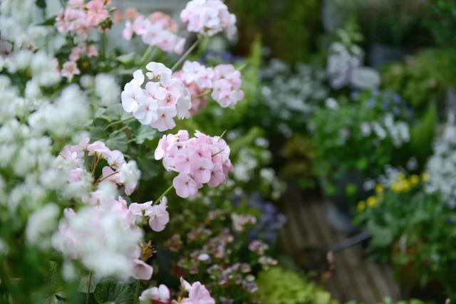 法式花园如何欣赏，海妈花园访问阳台花园满分案例