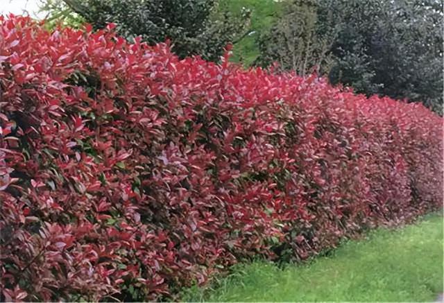 花卉图片及名称大全，常见绿植花卉及名称大全（100种常见花图鉴）
