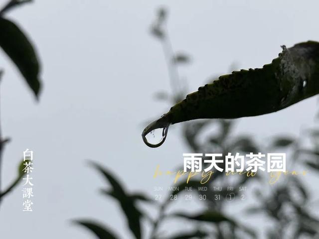 茶具哪种盖碗好，喝茶讲究用盖碗，老茶客必备之