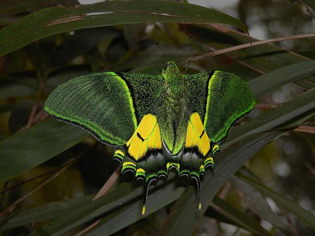 世界八大名贵蝴蝶，世界十大名贵蝴蝶