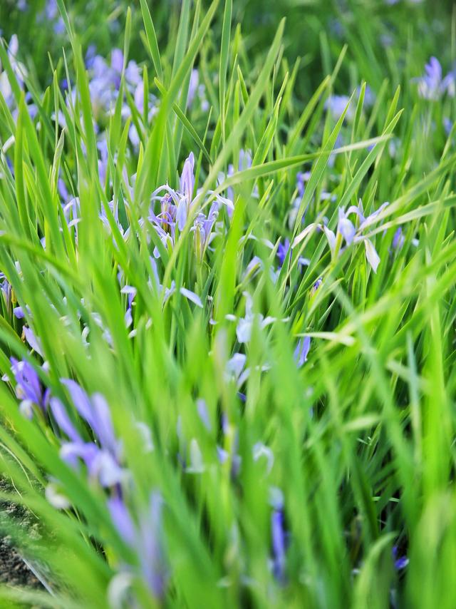 紫红色景观花卉，花卉紫色花卉