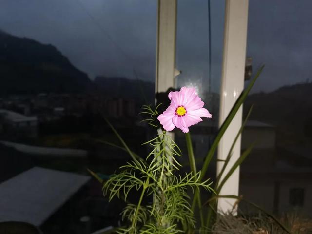 格桑花是什么意思，格桑花是什么意思代表什么（明明那么眼熟的路边花）