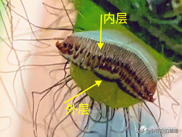 绿尾大蚕蛾出现在几月份，自博馆绿尾大蚕蛾开始羽化啦