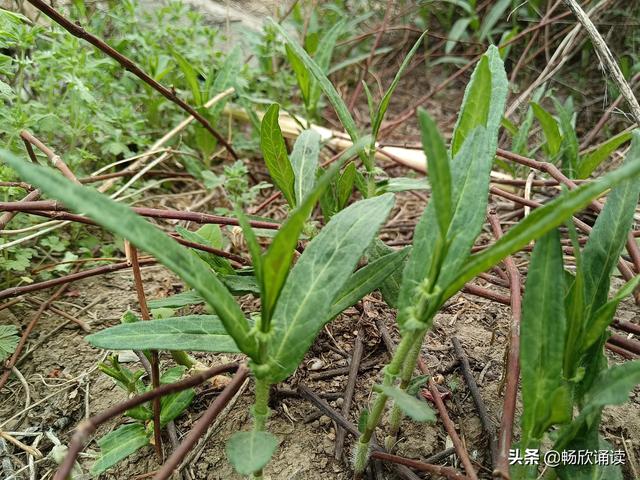 这么多野菜你认识几种，比韭菜还鲜嫩