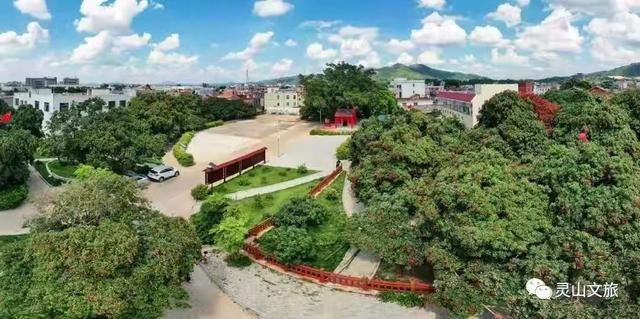 广东灵山荔枝采摘，灵山荔枝已成熟