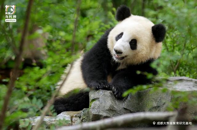 各个年龄段的大熊猫，相隔12年出生的大熊猫