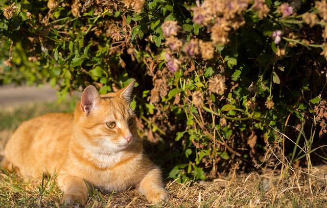 如何更好的养橘猫，大橘猫用这个方法整治小黑柴