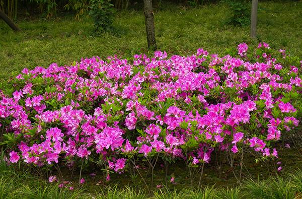 杜鹃花的花语和寓意是啥，分享杜鹃花花语和象征意义