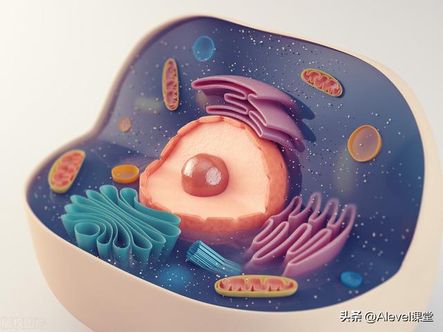 生物学apc是什么意思，A-level生物知识点笔记