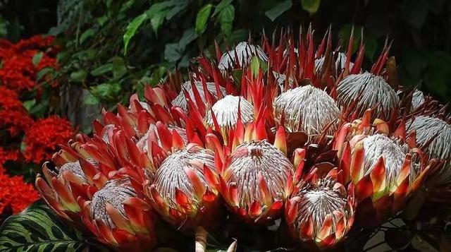 奇花异草160种，25种奇花异草第1集