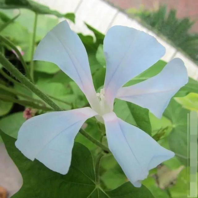 做梦也没想到牵牛花能开成这个样子，斗牛牛心脏（周公解梦：梦见这四种花草）