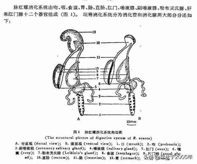 海螺和猫眼螺哪个更好吃，这3种小海鲜正大量上市