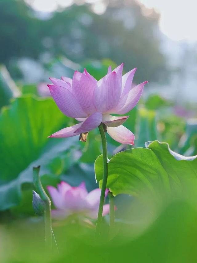 莲象征着什么样的品质，家里安置一“莲花”