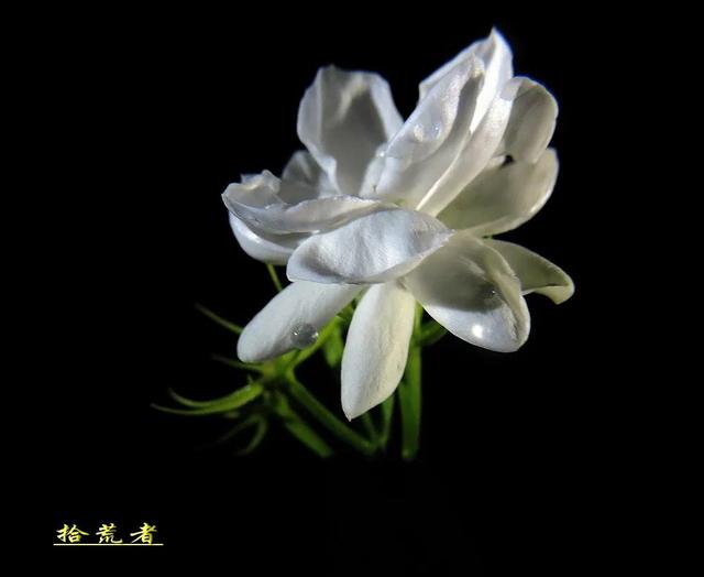 茉莉花代表的寓意是什么,好一朵茉莉花象征 茉莉花代表的寓意是什么,好一朵茉莉花象征