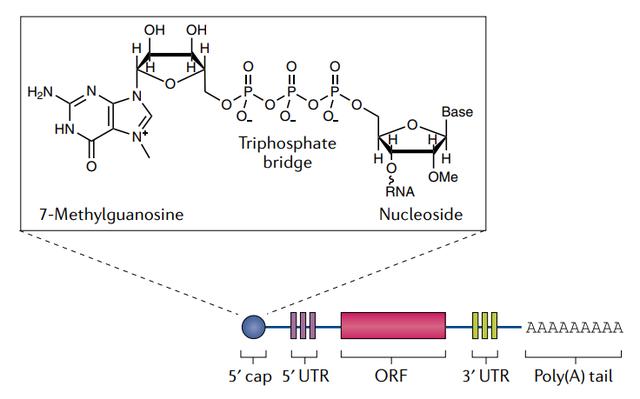 mrna，mrna疫苗的原理