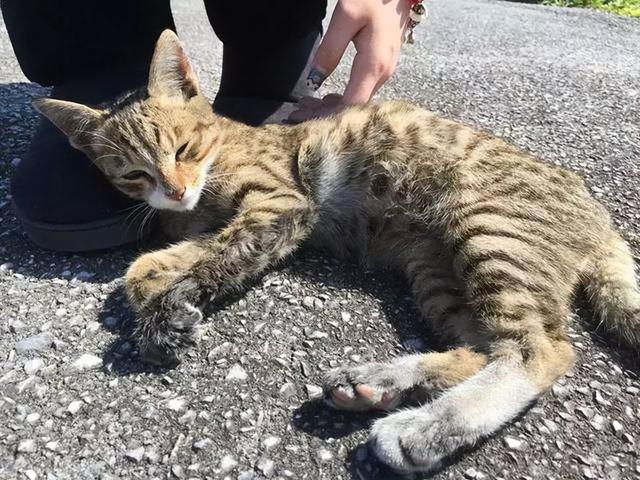 猫咪开心的表现，猫咪最机灵的6个表现