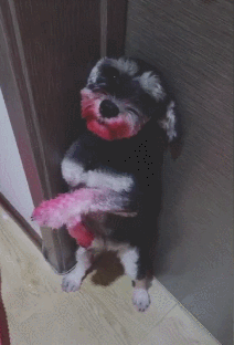 雪纳瑞怎么好养，主人做好这7点