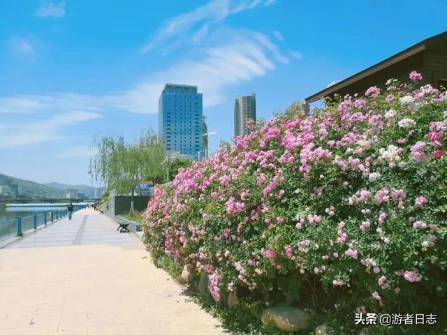 甘肃天水苹果有什么特色，隐藏在西北的水果王国