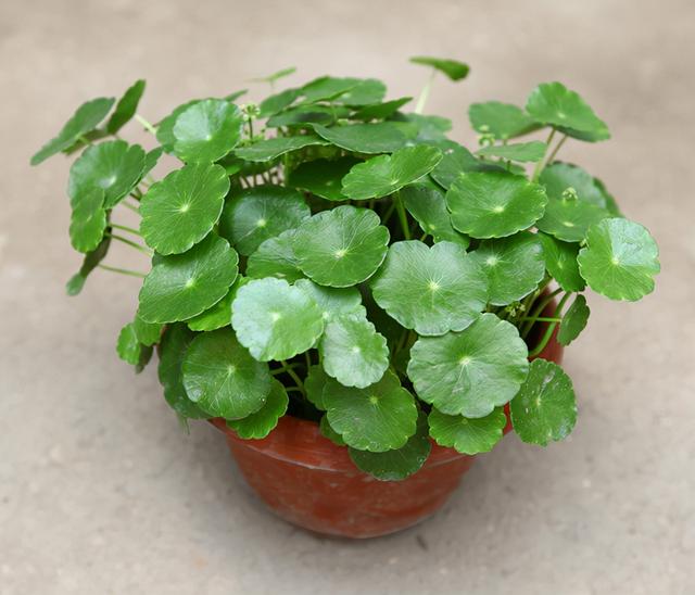 春节花卉品种大全大图，春节遇花期，五彩斑斓过新年