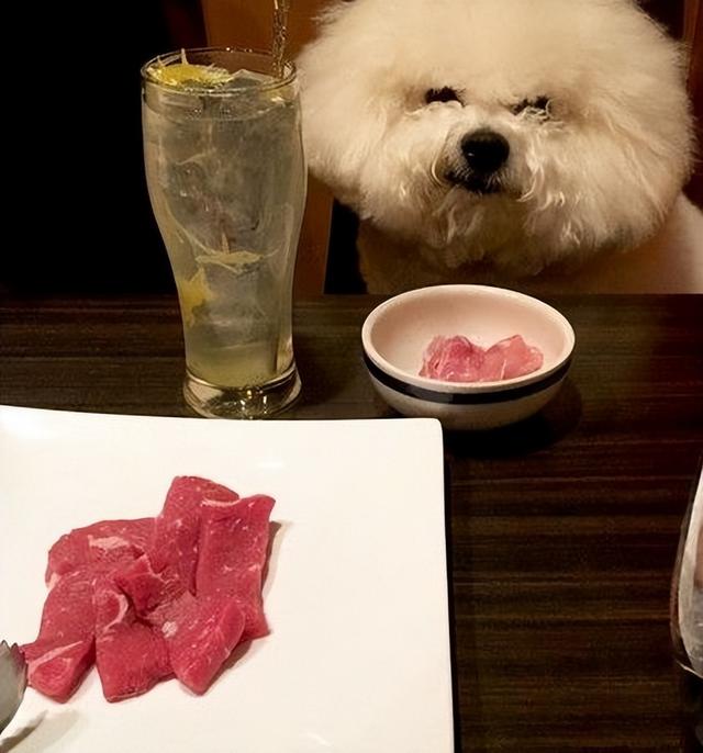 聪明的比熊表现在哪些方面，这几种表现告诉你