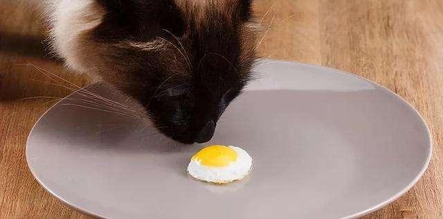 猫最爱吃的10种食物，猫咪可以吃的10种常见人类食物