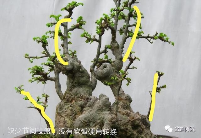 盆景怎么造型最好看，全看造型“佳不佳”