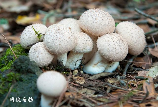 常用蘑菇300种图谱，教你识别20种蘑菇