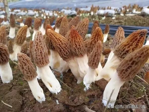 鮮羊肚菌價格多少一斤,全國各地市場行情一覽 鮮羊肚菌價格多少一斤,全國各地市場行情一覽